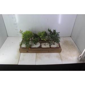 BONSAI JUNIOR VASO PLASTICO 1.1L