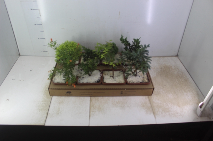 <h4>BONSAI JUNIOR VASO PLASTICO 1.1L</h4>