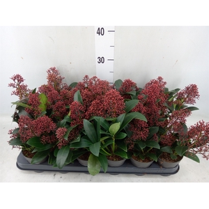 Skimmia jap. 'Rubella'