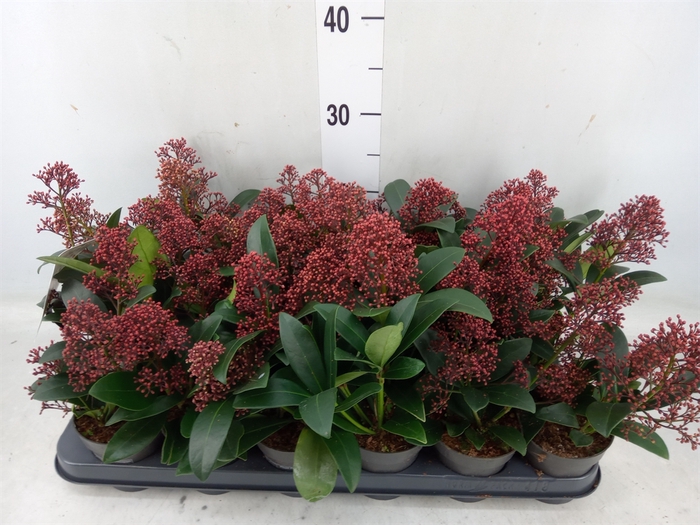 <h4>Skimmia jap. 'Rubella'</h4>