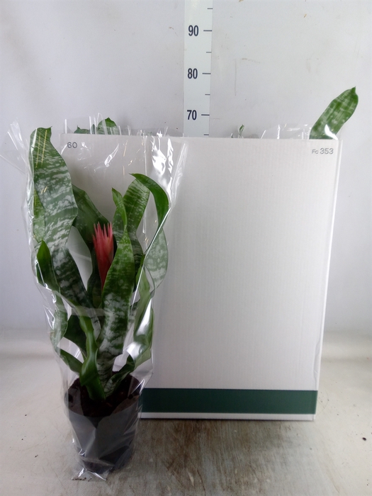 <h4>Aechmea fasciata 'Primera'</h4>