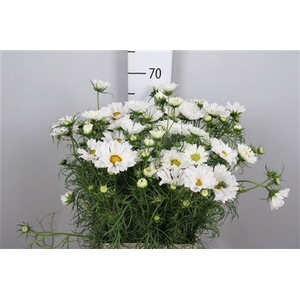 Cosmos Bipin White