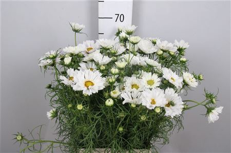 <h4>Cosmos Bipin White</h4>