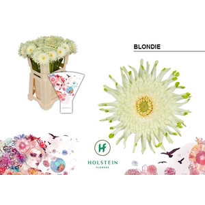 Gerbera Pasta Blondie Water x40