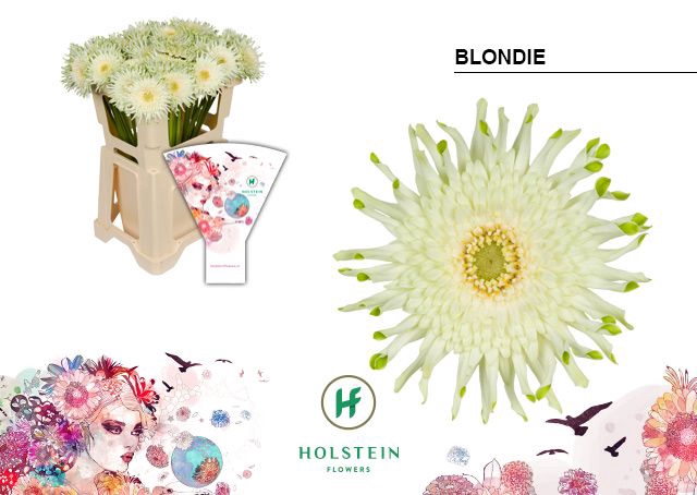 <h4>Gerbera Pasta Blondie Water x40</h4>