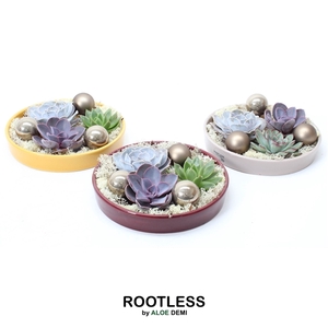 ROOTLESS Echeveria Christmas garden, Squirrel bowl