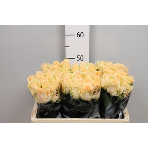 R Gr Avalanche Peach