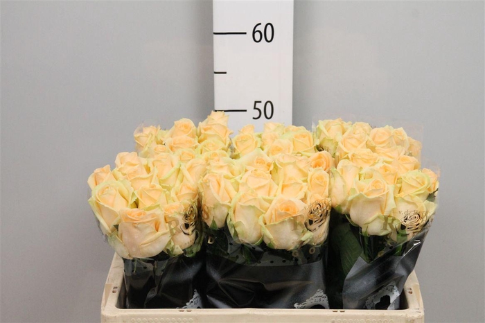 <h4>R Gr Avalanche Peach</h4>