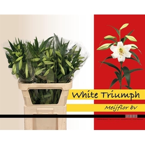 LI LO WHITE TRIUMPH
