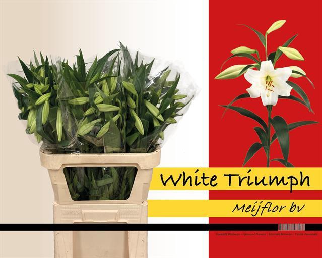 LI LO WHITE TRIUMPH