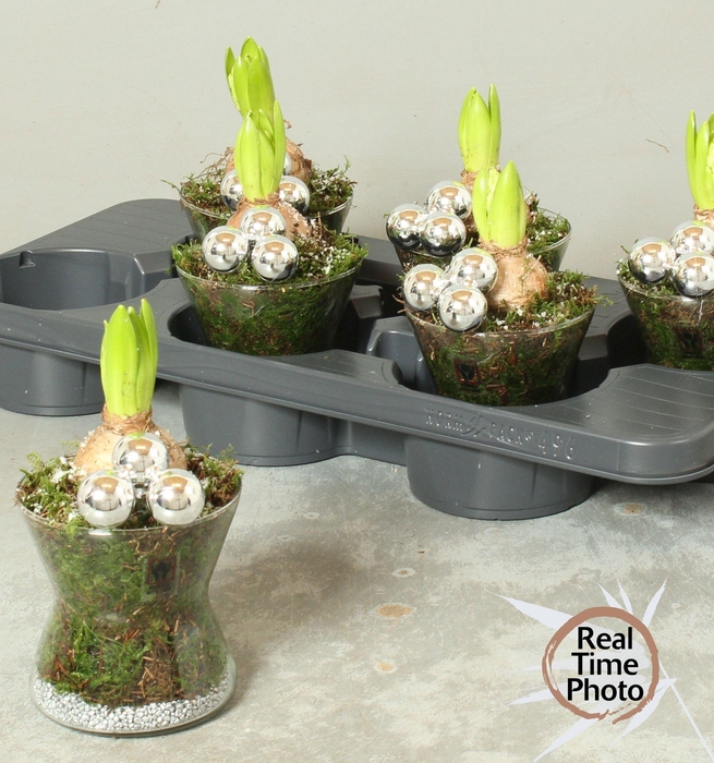 <h4>ARR HYACINTH</h4>