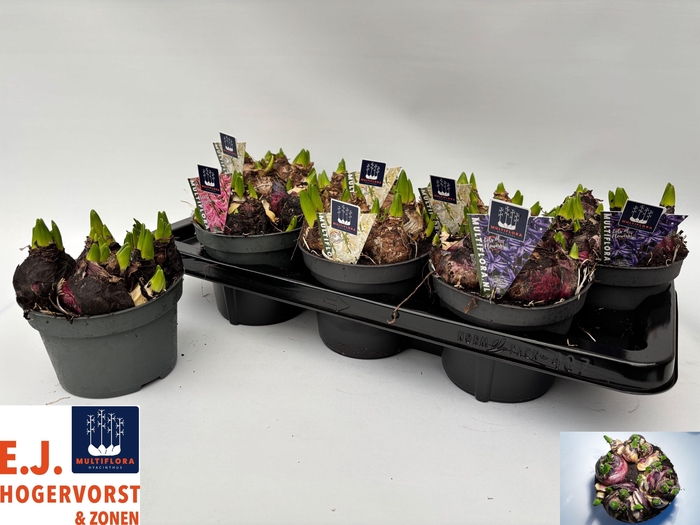 arr8 Hyacin Mult Gem 3 Kl