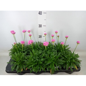 Armeria pseud. 'Dreameria Daydream'