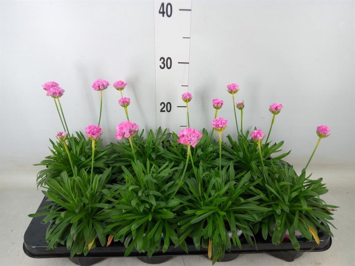 <h4>Armeria pseud. 'Dreameria Daydream'</h4>