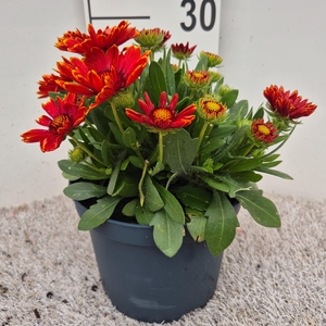 Gaillardia Yellow Touch P19