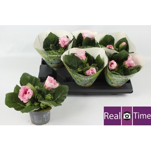 SINN SONATA VIO PALE