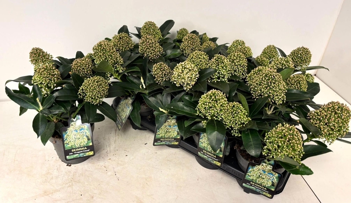 <h4>SKIM J FRAG CLOUD</h4>