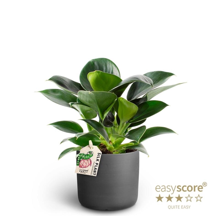 <h4>PHILODENDRON ERUBESCENS P10 RAW BLACK</h4>