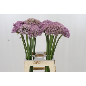 Allium Pink Jewel
