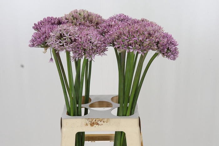 <h4>Allium Pink Jewel</h4>