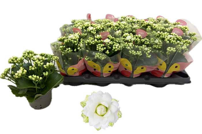 <h4>KAL GE RF GRETA</h4>