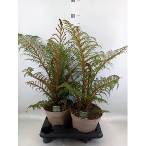 Cyathea tomentosissima