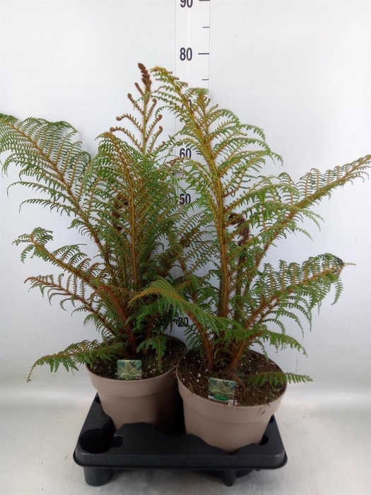 <h4>Cyathea tomentosissima</h4>