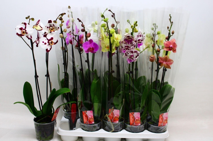 <h4>PHAL GEM 7 KL</h4>