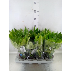 Fatsia japonica 'Variegata'