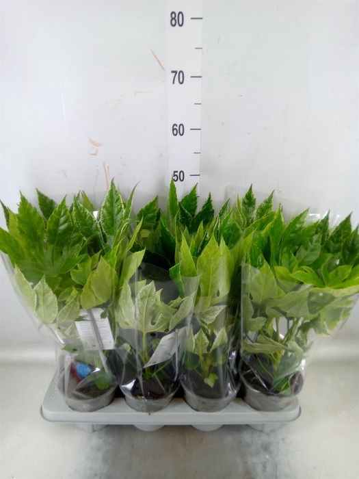 Fatsia japonica 'Variegata'