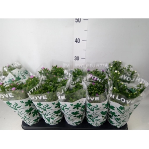 Aster n-b 'Starletta' ..mix