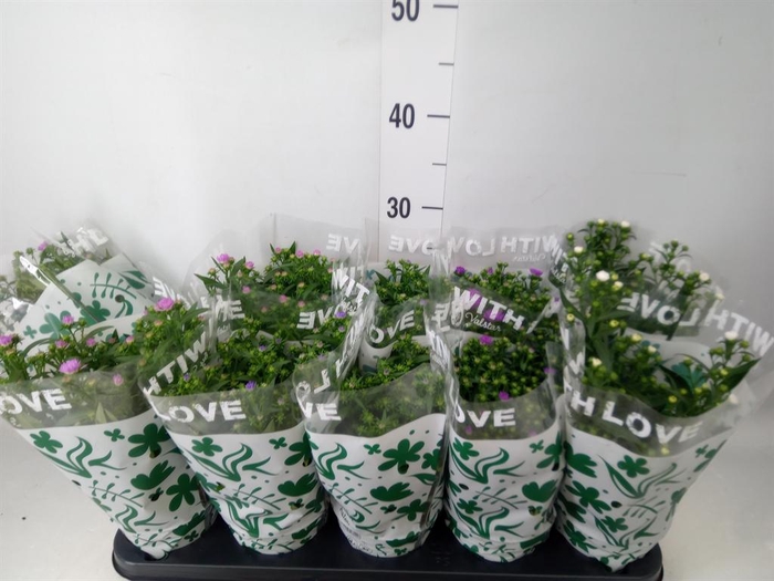 <h4>Aster n-b 'Starletta' ..mix</h4>