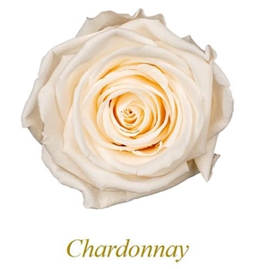 Rose Monalisa Chardonnay