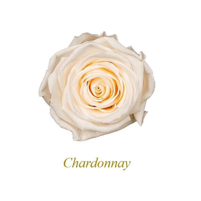 <h4>Rose Monalisa Chardonnay</h4>