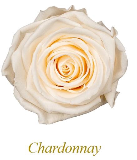 <h4>Monalisa Chardonnay</h4>