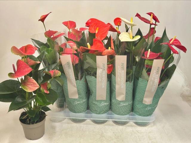 <h4>ANTHU AN GEM 4 KL</h4>