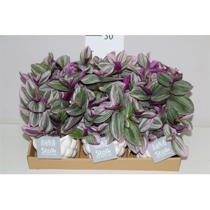 Tradescantia Albiflora 'nanouk' In Ariel Keramiek