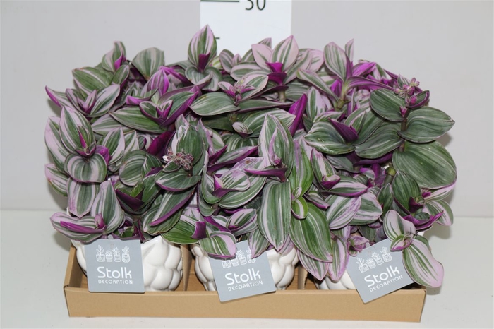 <h4>Tradescantia Albiflora 'nanouk' In Ariel Keramiek</h4>