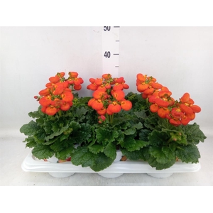 Calceolaria  'Calynopsis Orange'