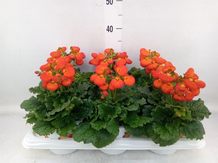 <h4>Calceolaria  'Calynopsis Orange'</h4>