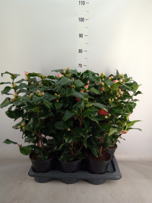 <h4>Camellia japonica 'Dr King'</h4>