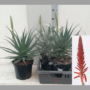 ALOE ARBORESCENS
