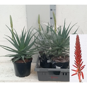 ALOE ARBORESCENS