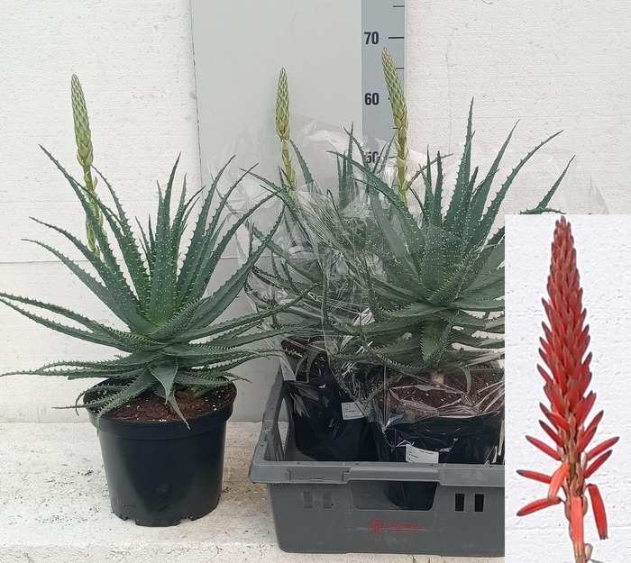 <h4>ALOE ARBORESCENS</h4>