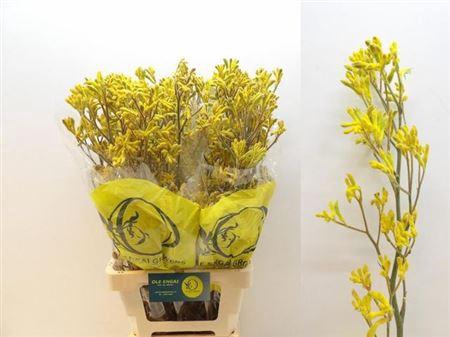 <h4>Anigoz Yellow Gem</h4>