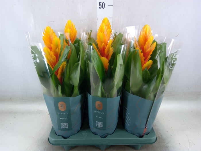 Vriesea  'Intenso Flame'