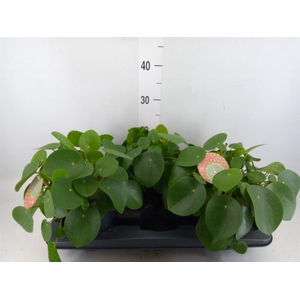 Pilea peperomioides