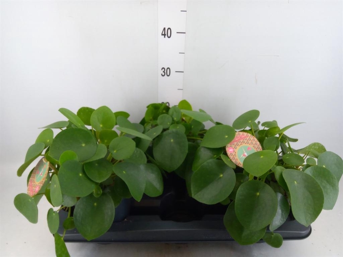 <h4>Pilea peperomioides</h4>