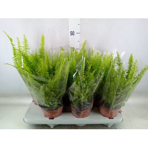 Nephrolepis exal. 'Green Lady'