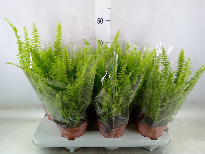 <h4>Nephrolepis exal. 'Green Lady'</h4>